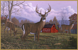 white-tailed bucks and doe